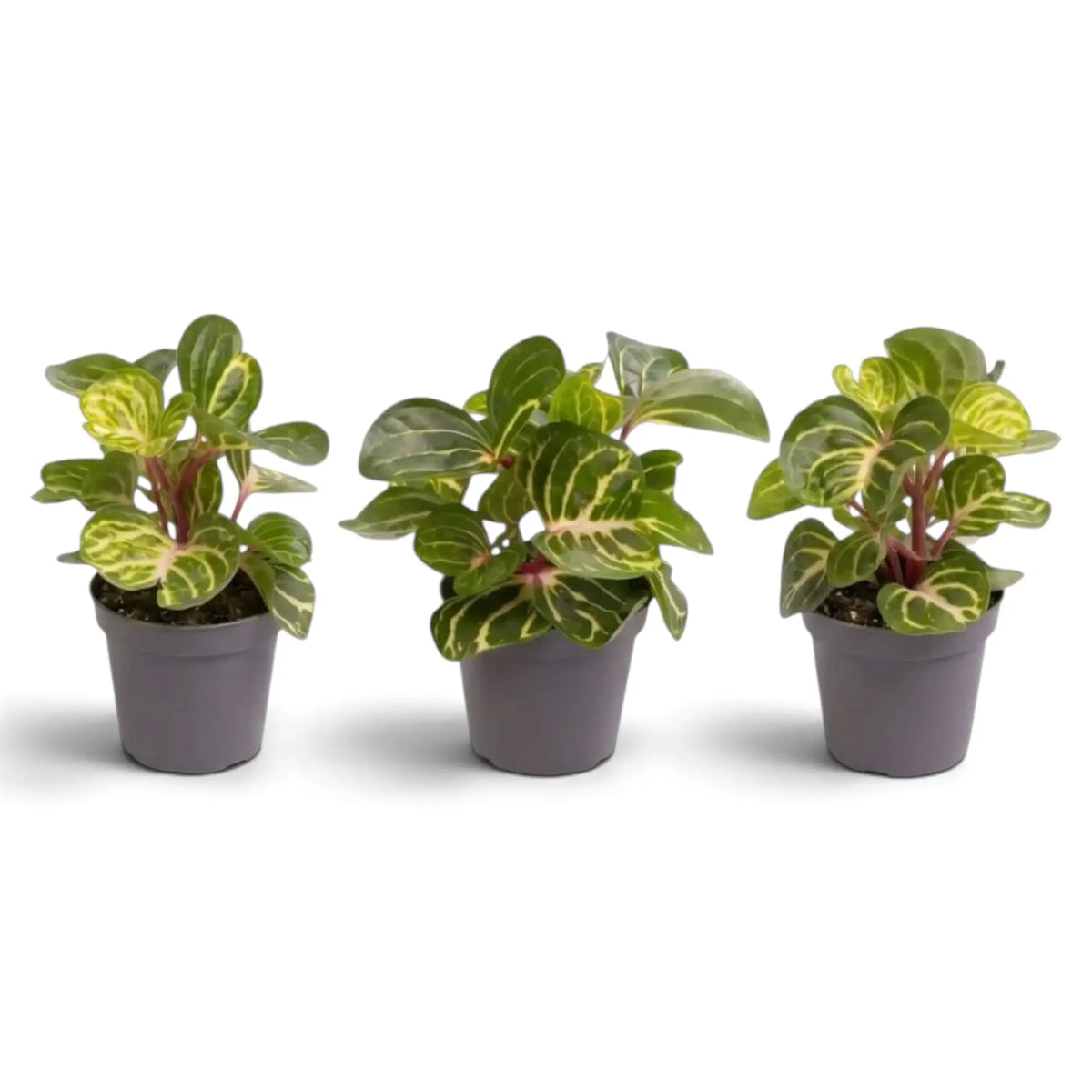 Three baby Iresine diffusa f. herbstii ‘Rich Goldstar’ plants side by side with green leaves and yellow-gold veining