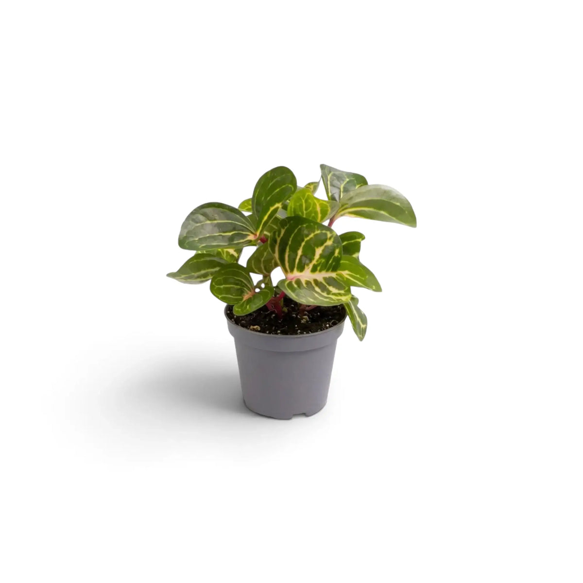 Baby Iresine diffusa f. herbstii ‘Rich Goldstar’ in a grey pot with broad dark green leaves and yellow-gold veins