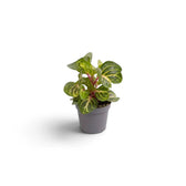 Baby Iresine diffusa f. herbstii ‘Rich Goldstar’ in a grey pot with upright veined leaves and exposed red stems