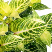 Iresine diffusa f. herbstii ‘Rich Goldstar’ close-up of a yellow-green leaf with dark green netted markings