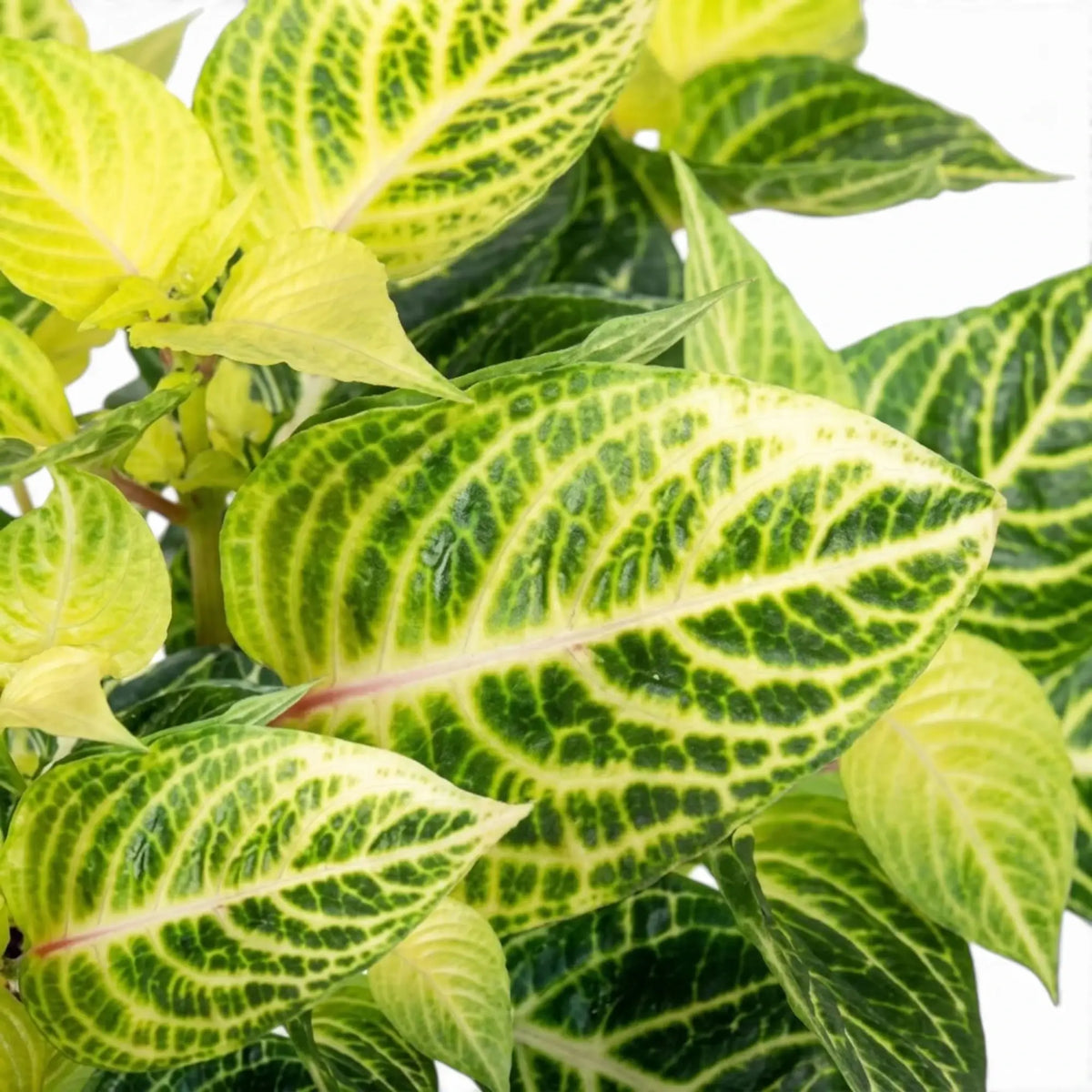 Iresine diffusa f. herbstii ‘Rich Goldstar’ close-up of a yellow-green leaf with dark green netted markings