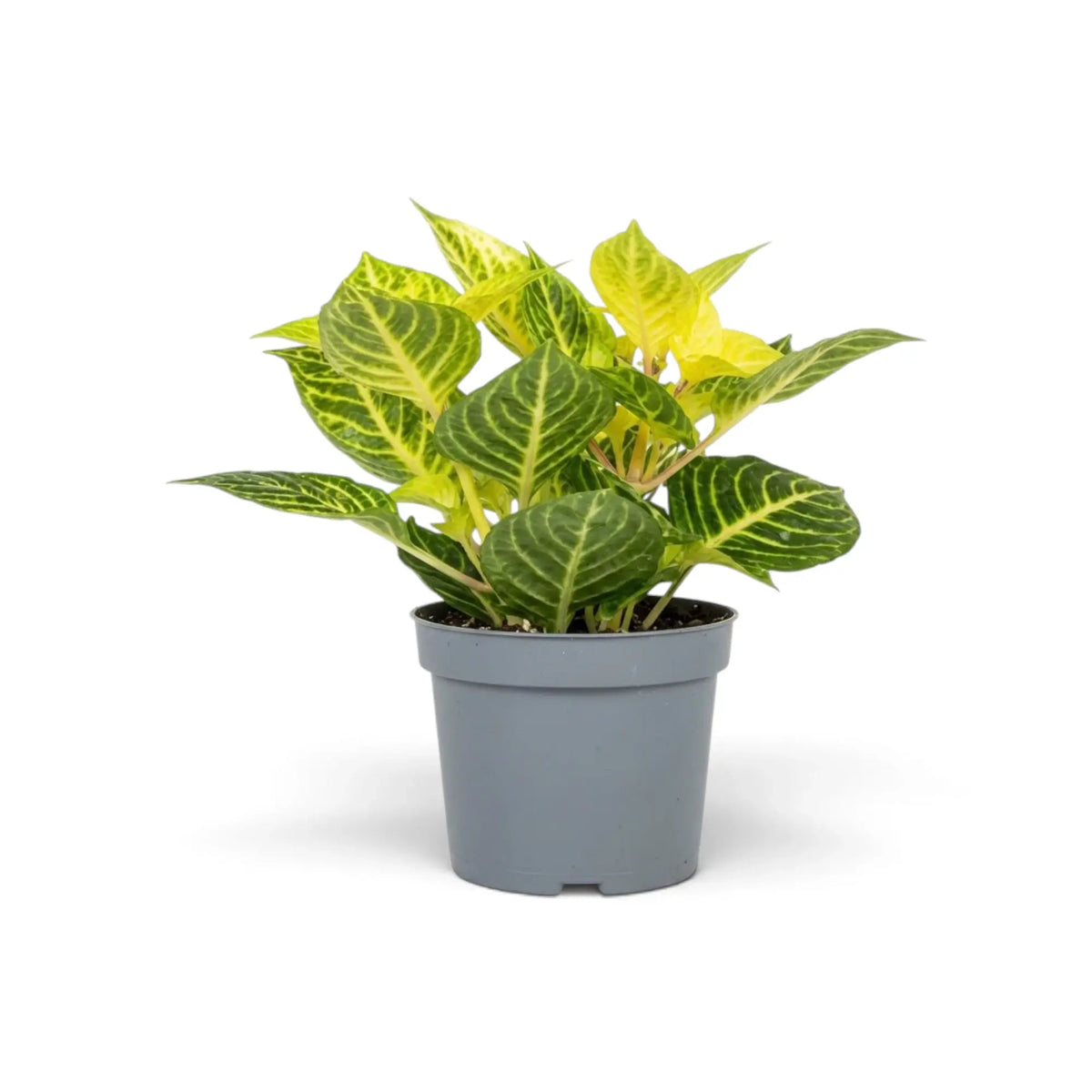 Iresine diffusa f. herbstii ‘Rich Goldstar’ in a grey pot with broad veined leaves and yellow-green new growth