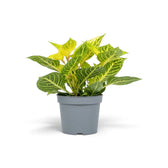 Iresine diffusa f. herbstii ‘Rich Goldstar’ in a grey pot with long green leaves marked by bright yellow veins