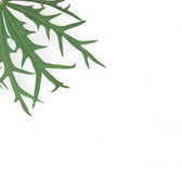 Jatropha multifida – Blattdetail vor weißem Hintergrund..