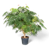 Jatropha multifida Zimmerpflanze im Anzuchttopf vor weißem Hintergrund, Produktfoto 3.