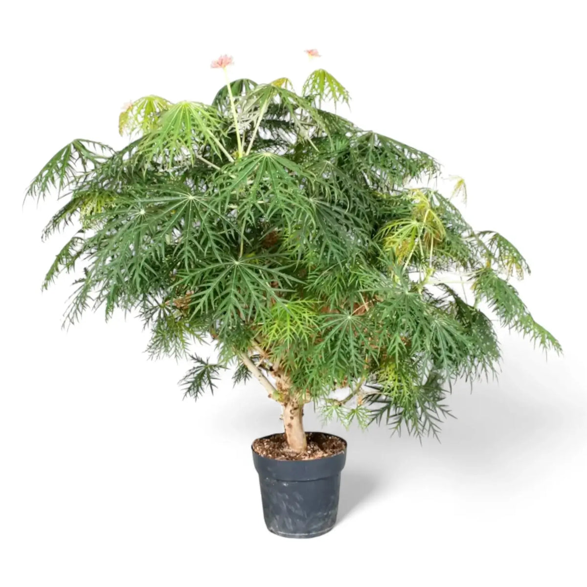 Jatropha multifida Zimmerpflanze im Anzuchttopf vor weißem Hintergrund, Produktfoto 3.