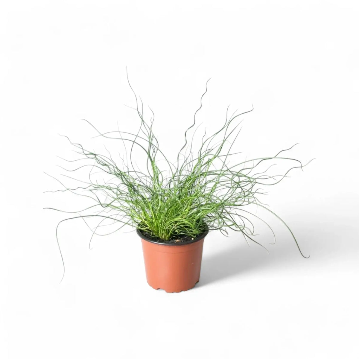 Juncus effusus 'Spiralis' ('Liebeslocken') potted plant in nursery pot on white background.