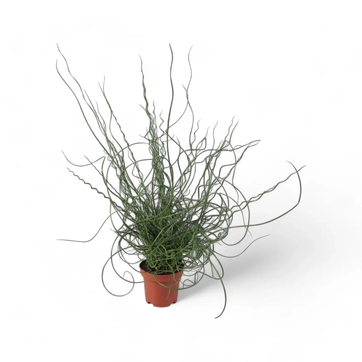 Juncus effusus 'Spiralis' ('Liebeslocken') potted plant in nursery pot on white background.