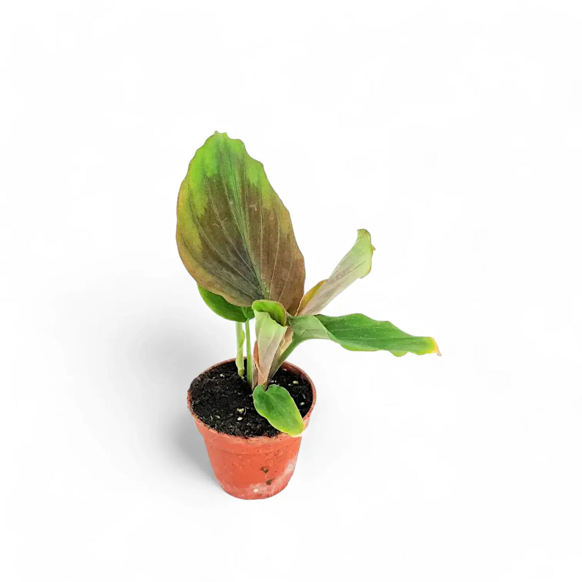 Kaempferia aff. pulchra 'Red leaves' potted plant in nursery pot on white background.