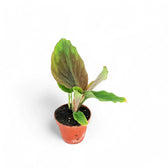 Kaempferia aff. pulchra 'Red leaves' potted plant in nursery pot on white background.