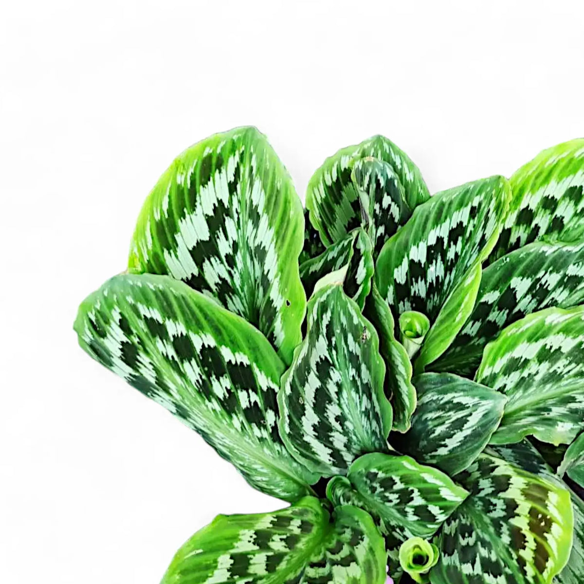 Kaempferia elegans 'Fanciful Peacock Shazam' leaf detail on white background.