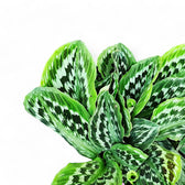 Kaempferia elegans 'Fanciful Peacock Shazam' close-up of leaf on white background.