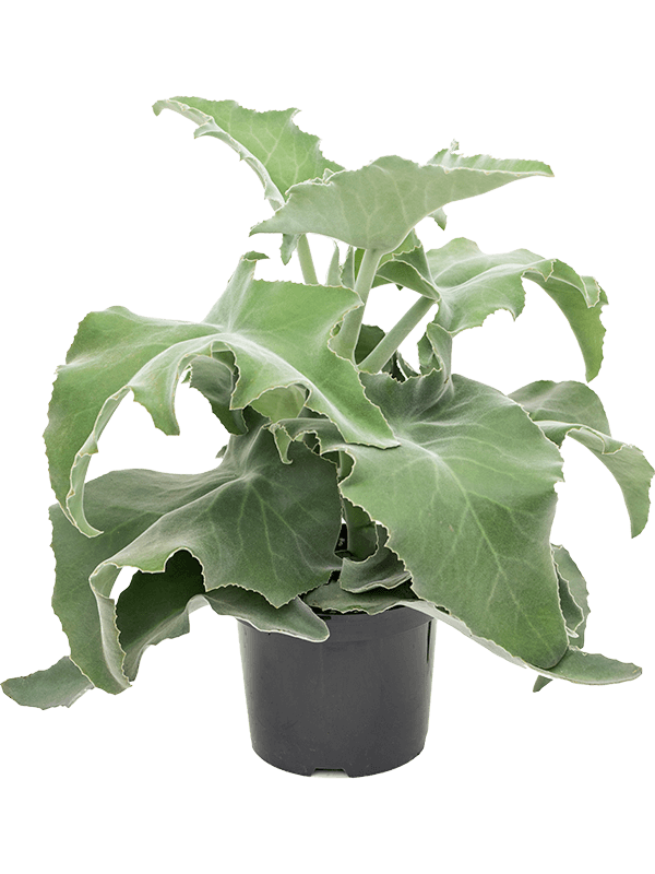Kalanchoe beharensis Zimmerpflanze im Anzuchttopf vor weißem Hintergrund, Produktfoto 2.