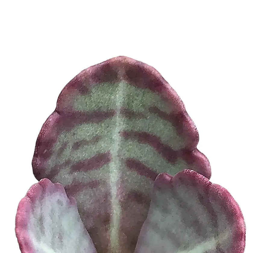 Kalanchoe humilis – Blattdetail vor weißem Hintergrund..