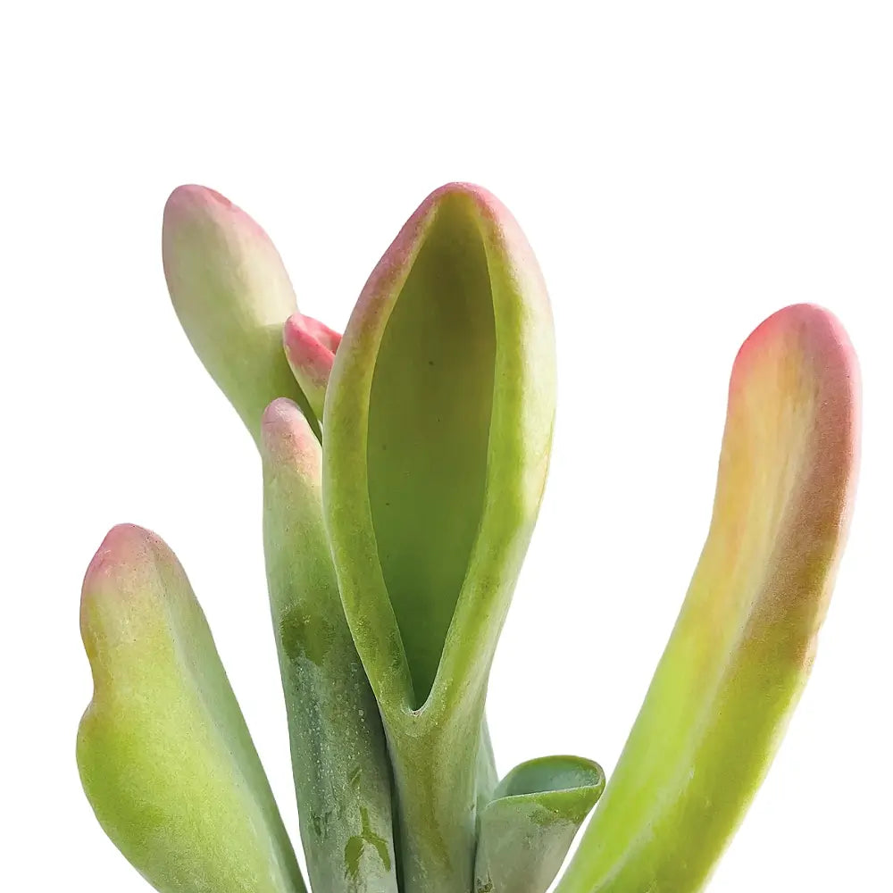 Kalanchoe luciae 'Lady fingers' aka 'Oricula' – Blattdetail vor weißem Hintergrund..