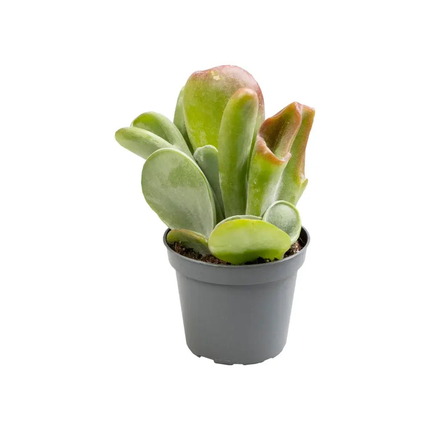 Kalanchoe luciae 'Lady fingers' aka 'Oricula' Zimmerpflanze im Anzuchttopf vor weißem Hintergrund, Produktfoto 2.
