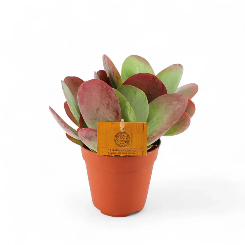 Kalanchoe thyrsiflora – Topfpflanze im Kulturtopf vor weißem Hintergrund, Produktfoto 2.