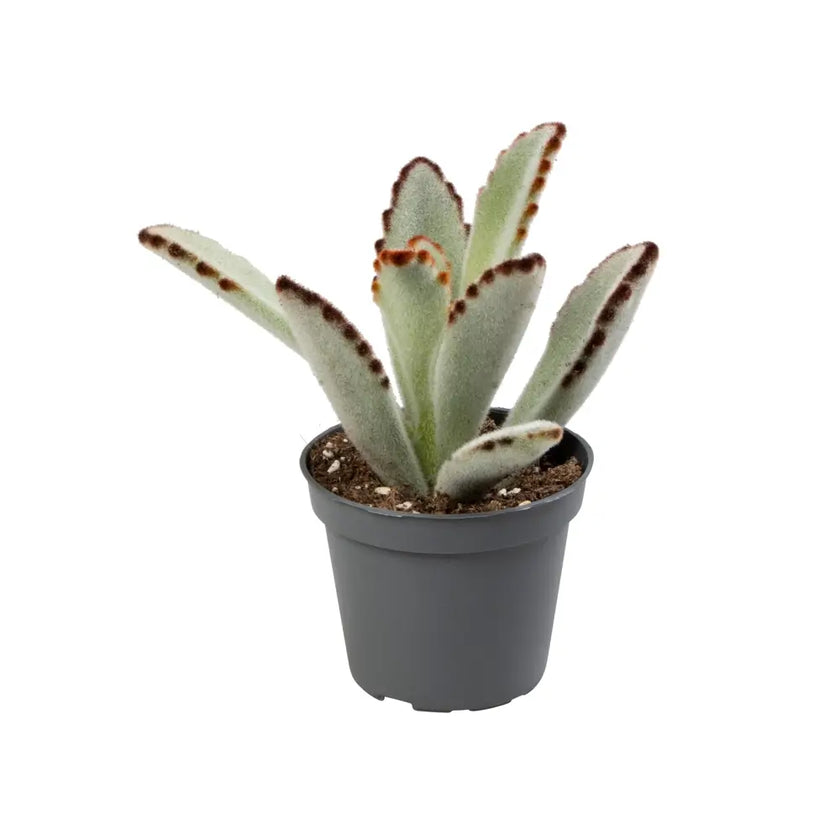 Kalanchoe tomentosa Zimmerpflanze im Anzuchttopf vor weißem Hintergrund, Produktfoto 2.