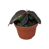 Labisia pumila potted plant in nursery pot on white background.