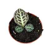 Labisia sp. 'Turtle back' Zimmerpflanze im Anzuchttopf vor weißem Hintergrund, Produktfoto 2.