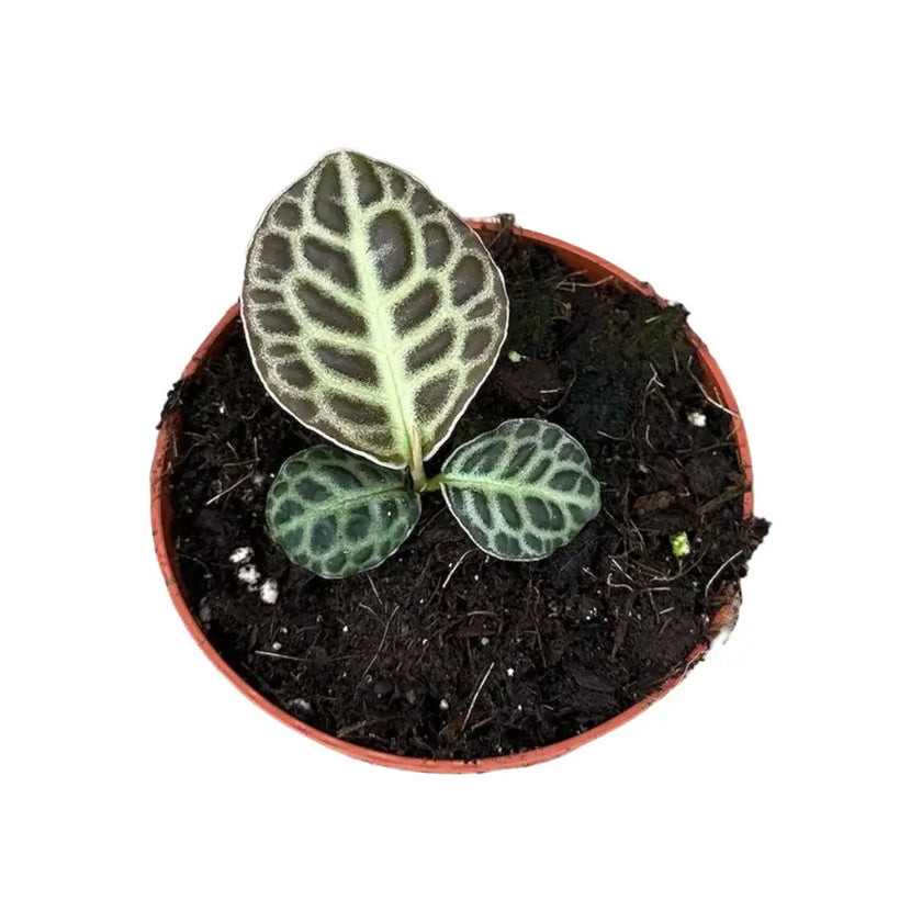 Labisia sp. 'Turtle back' Zimmerpflanze im Anzuchttopf vor weißem Hintergrund, Produktfoto 2.