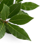 Nahaufnahme der Blätter von Laurus nobilis mit glatten Rändern und hellen verzweigten Blattadern