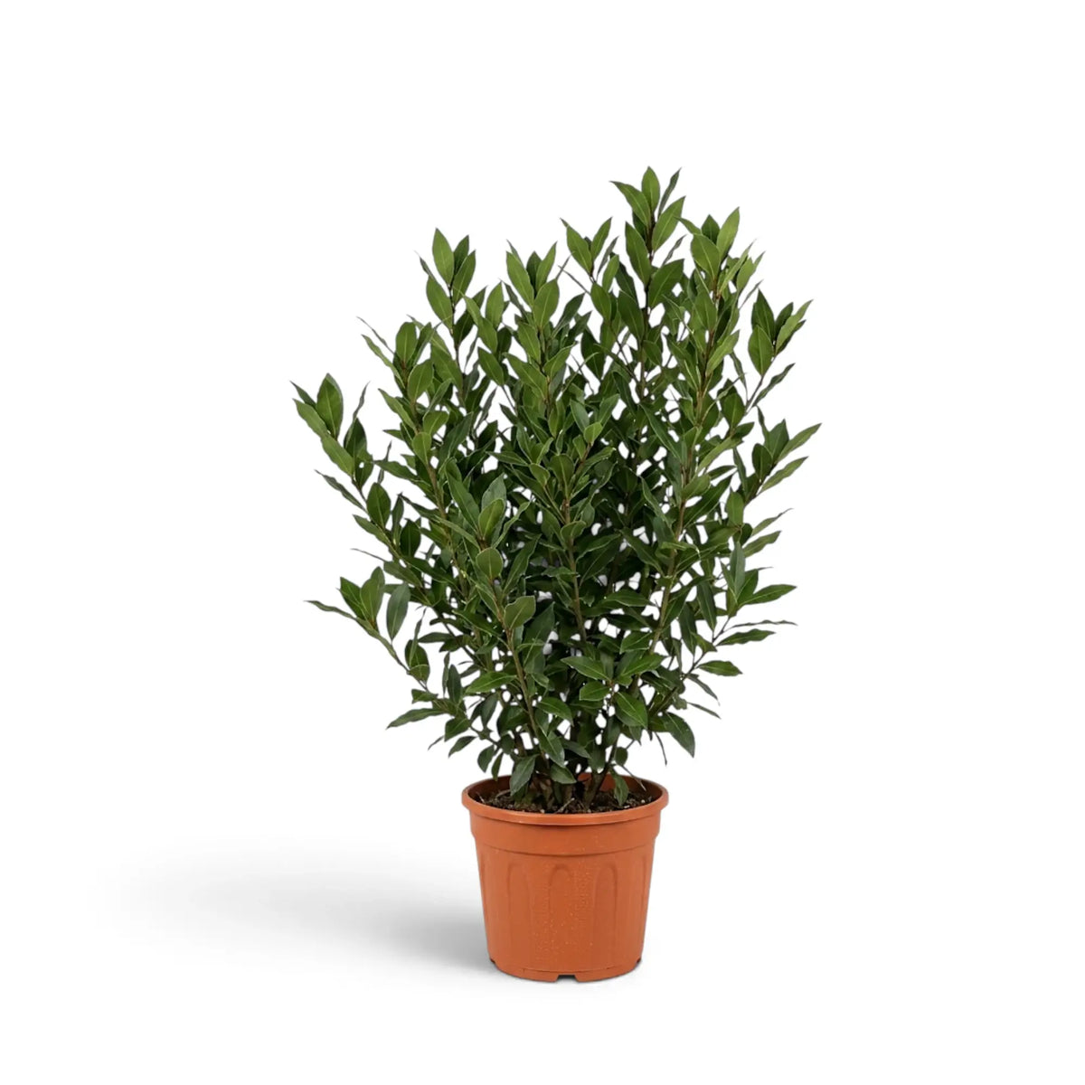 Großer Laurus nobilis mit breitem buschigem Wuchs und dichten dunklen Blättern