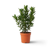 Kleiner Laurus nobilis mit dichten dunkelgrünen Blättern in einem orangefarbenen Kulturtopf