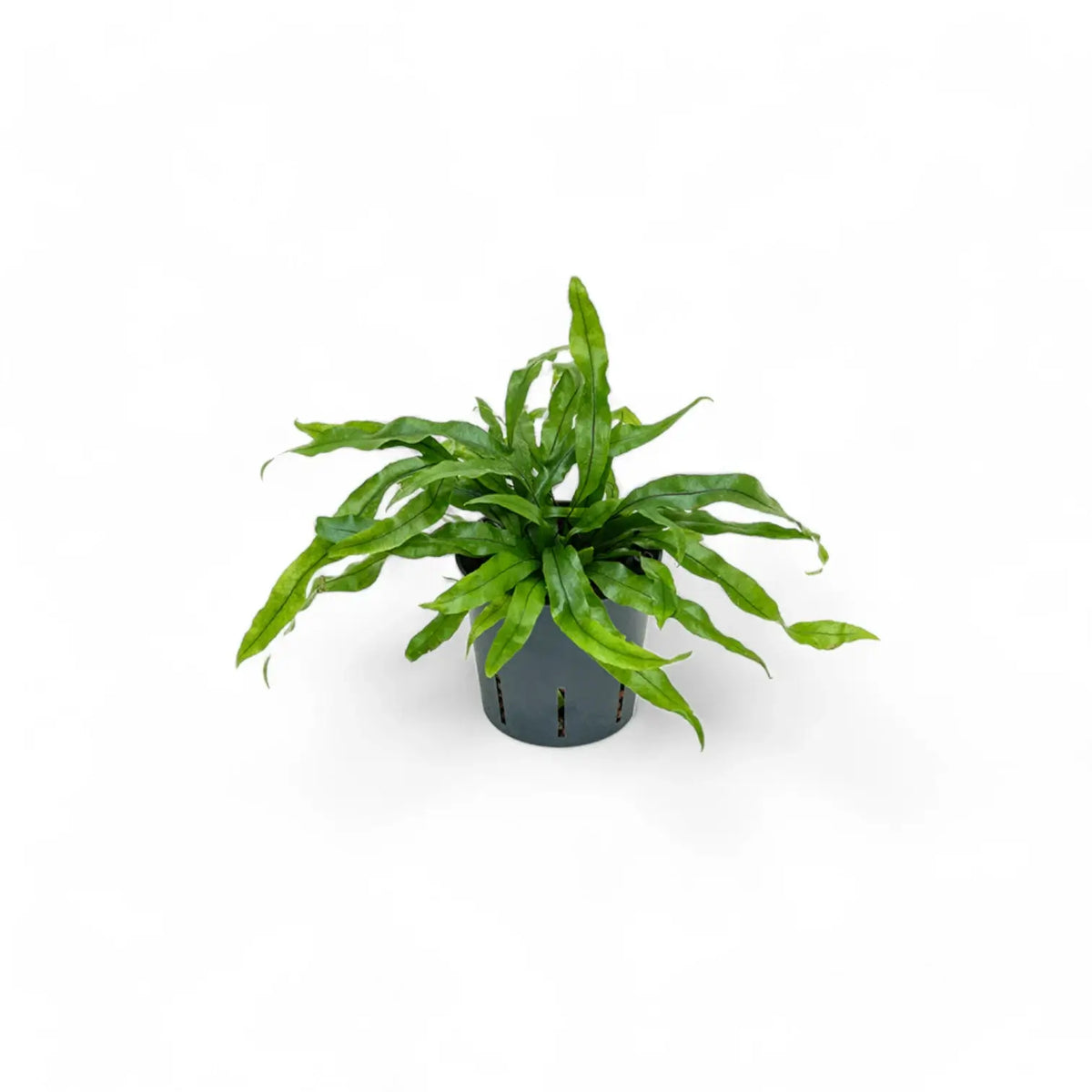 Lecanopteris pustulata potted plant in nursery pot on white background.