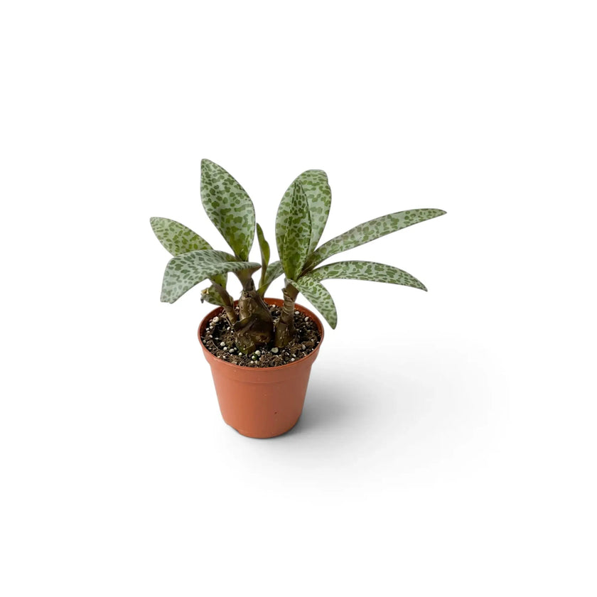 Potted Ledebouria socialis with silver-green spotted leaves