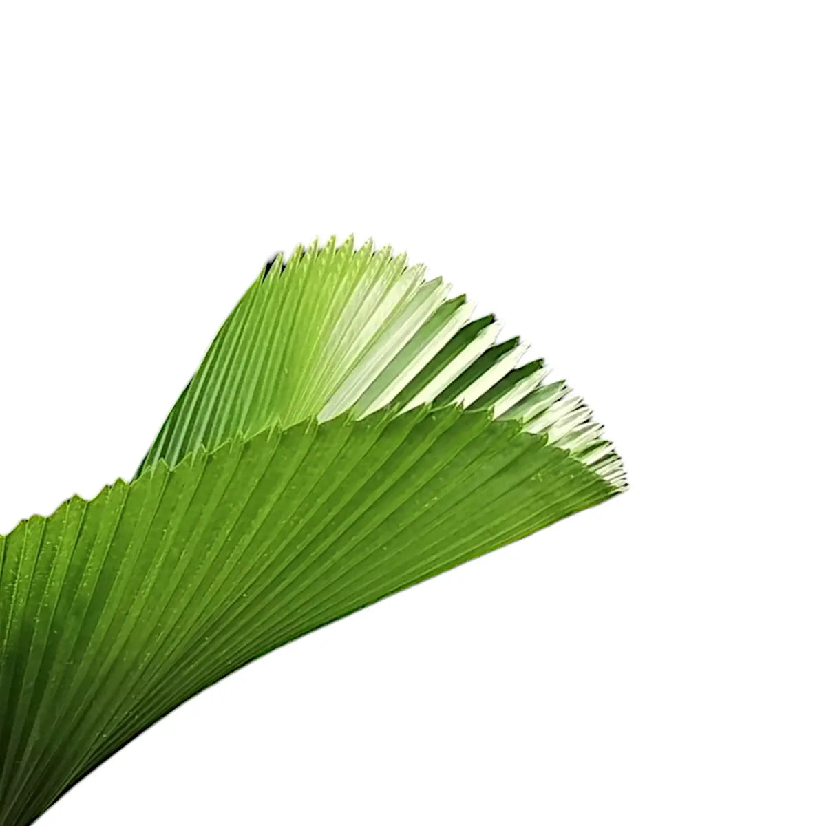 Licuala grandis leaf detail on white background.