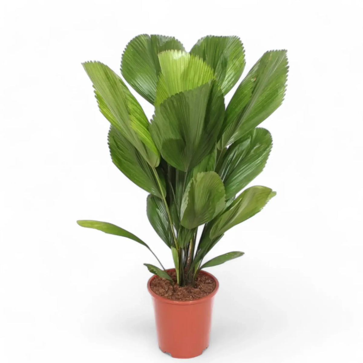 Licuala grandis potted plant in nursery pot on white background.