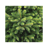 Living Xmas Tree - Picea abies "Will's Zwerg" main product photo on white background.