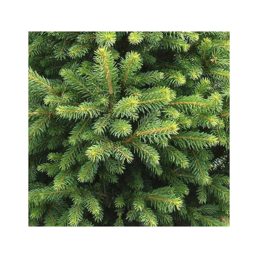 Living Xmas Tree - Picea abies "Will's Zwerg" main product photo on white background.
