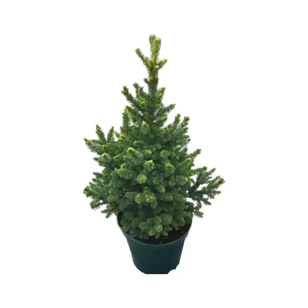 Living Xmas Tree - Picea abies "Will's Zwerg" on white background.