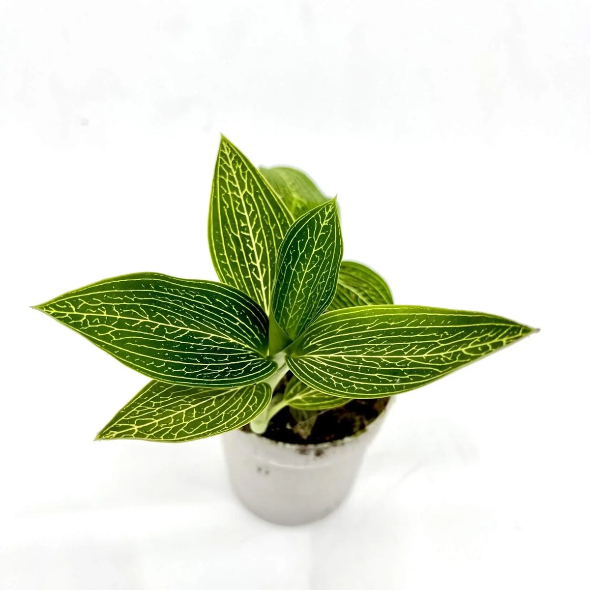Ludisia discolor 'Alba' Zimmerpflanze im Anzuchttopf vor weißem Hintergrund, Produktfoto 2.