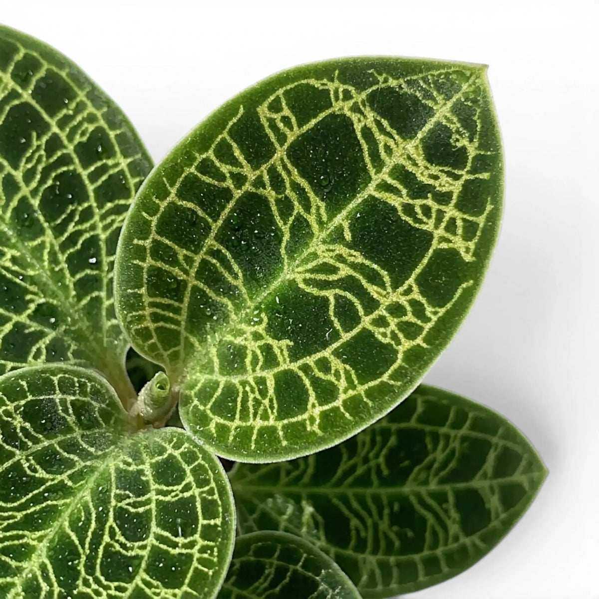Macodes petola jewel orchid foliage close-up with patterned green leaves and pale veins.
