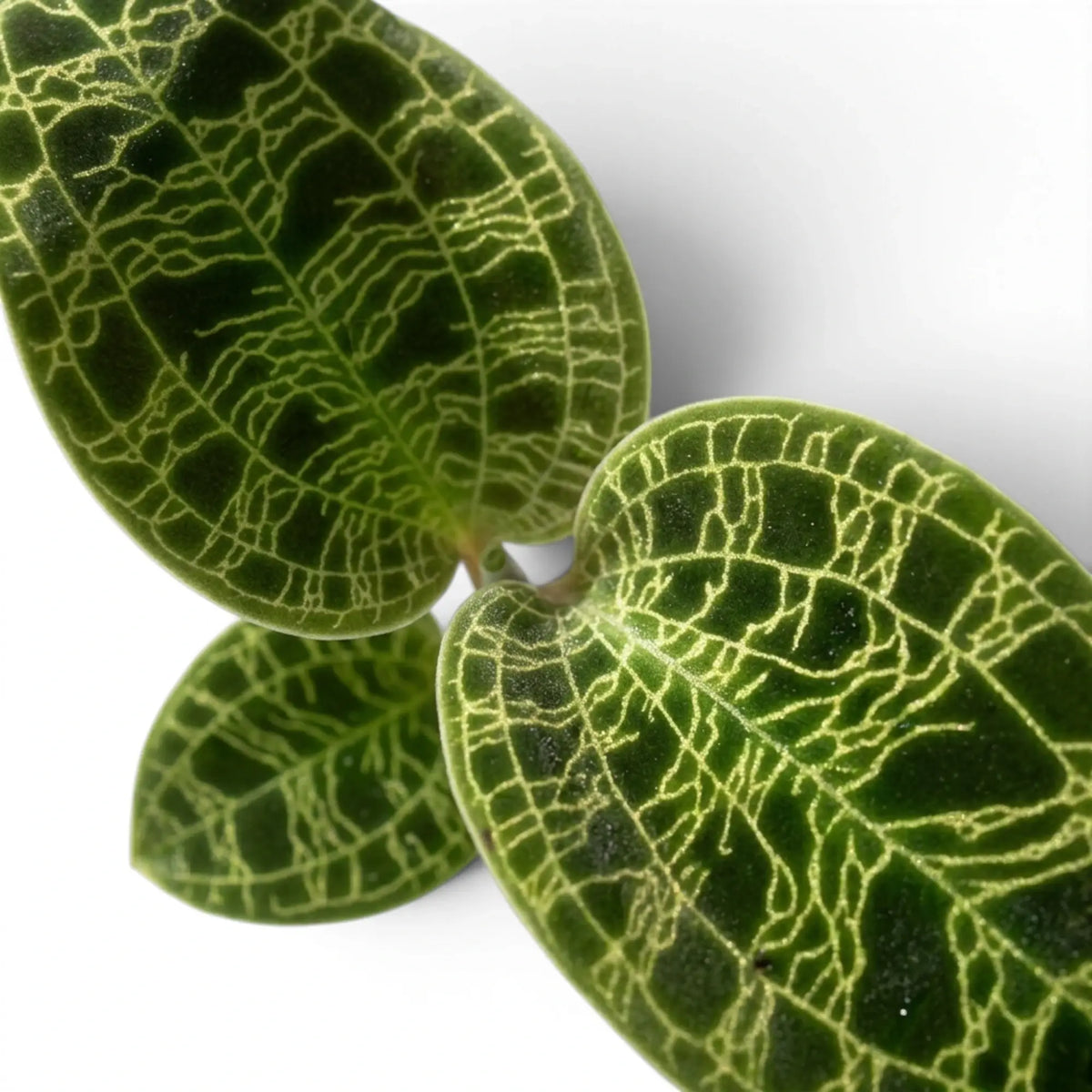 Macodes petola jewel orchid foliage close-up with patterned green leaves and pale veins.