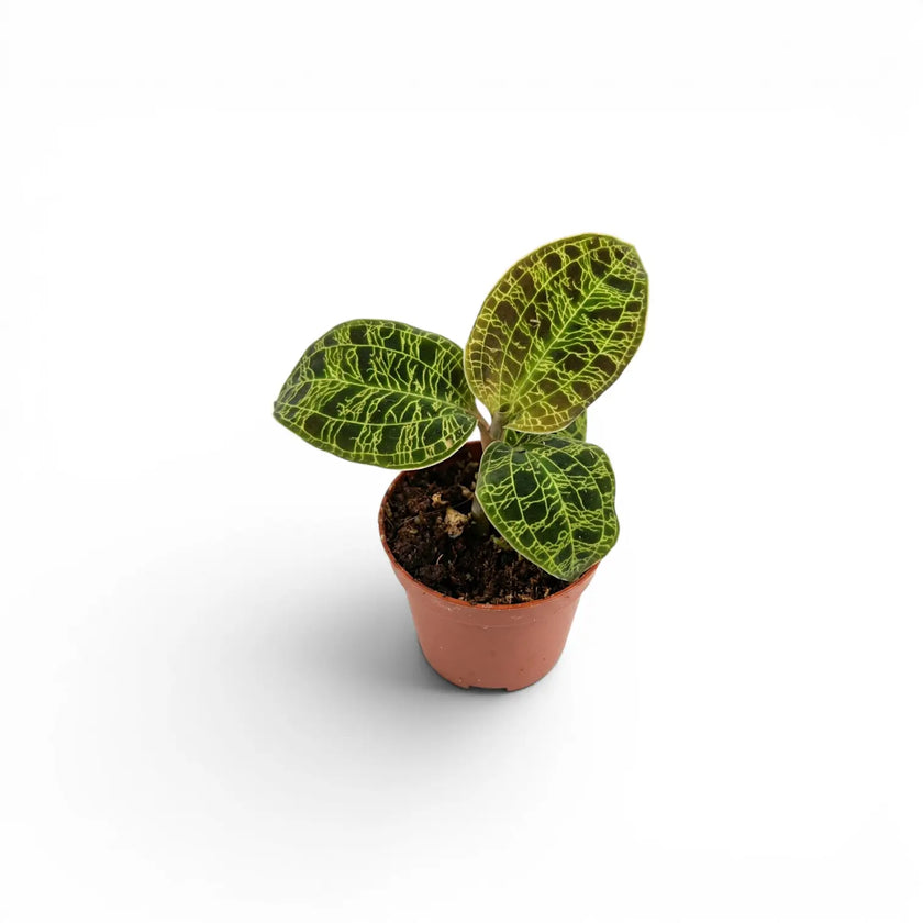 Macodes petola jewel orchid plant in a nursery pot.