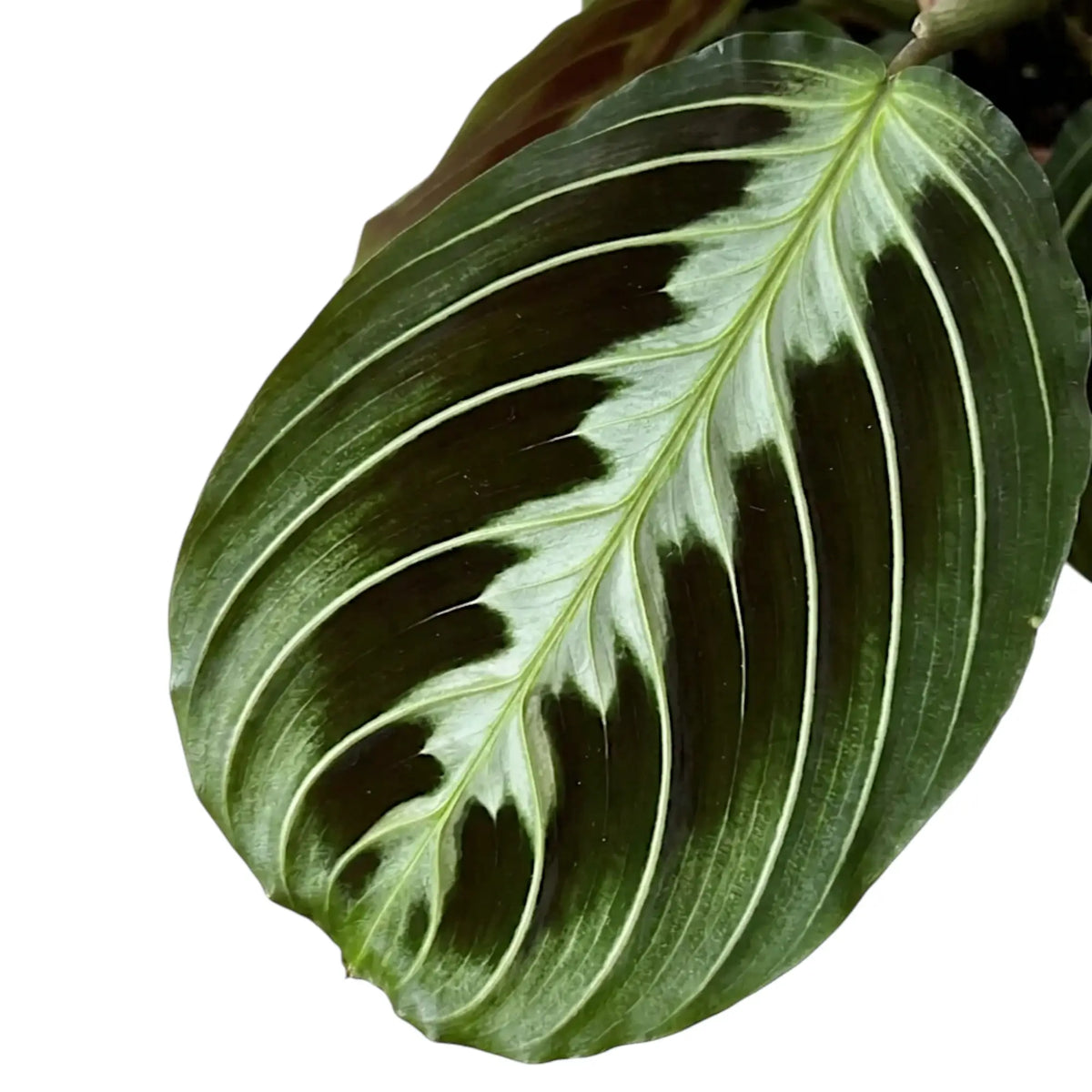 Blattdetail von Maranta ‘Cat Moustache’ mit grün gemusterten Blättern.