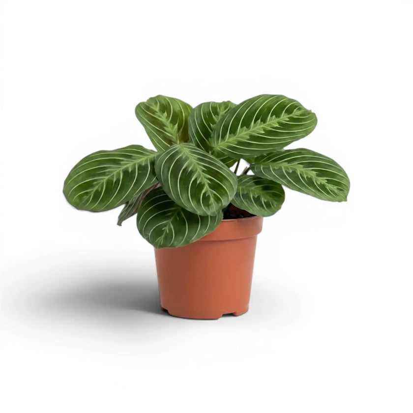 Maranta Cat Moustache prayer plant in a nursery pot.