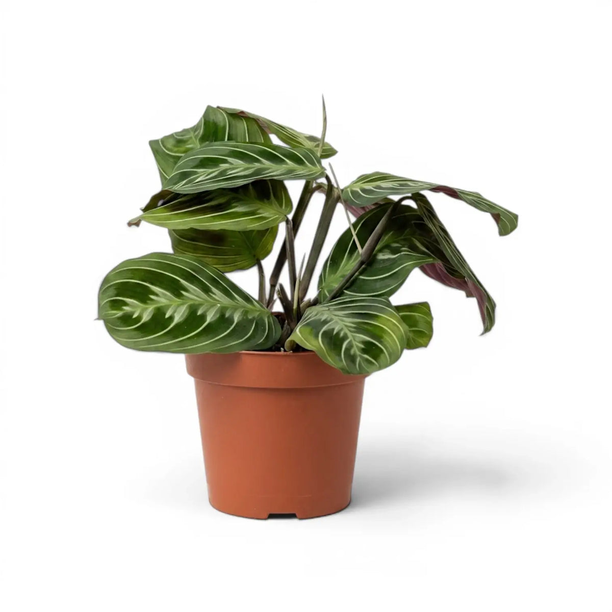 Maranta ‘Cat Moustache’ im Kulturtopf.