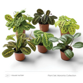 Pflanzenset Maranta Collection mit sechs gemusterten Maranta-Pflanzen in einzelnen Kulturtöpfen