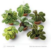 Pflanzenset Maranta Collection mit sechs gemusterten Maranta-Pflanzen, von oben