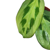 Maranta cristata 'Intense' leaf detail on white background.
