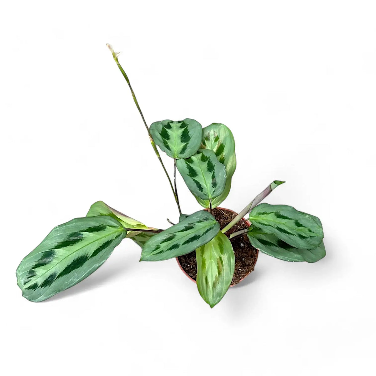 Maranta cristata 'Intense' potted plant in nursery pot on white background.