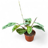 Maranta cristata 'Intense' potted plant in nursery pot on white background.