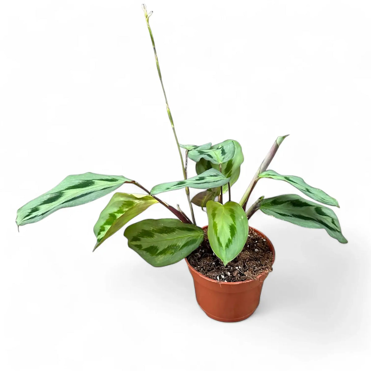 Maranta cristata 'Intense' potted plant in nursery pot on white background.