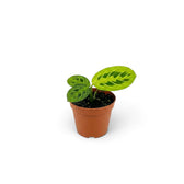 Baby Maranta leuconeura 'Lemon Lime' with dark green oval leaves and bright lime veins