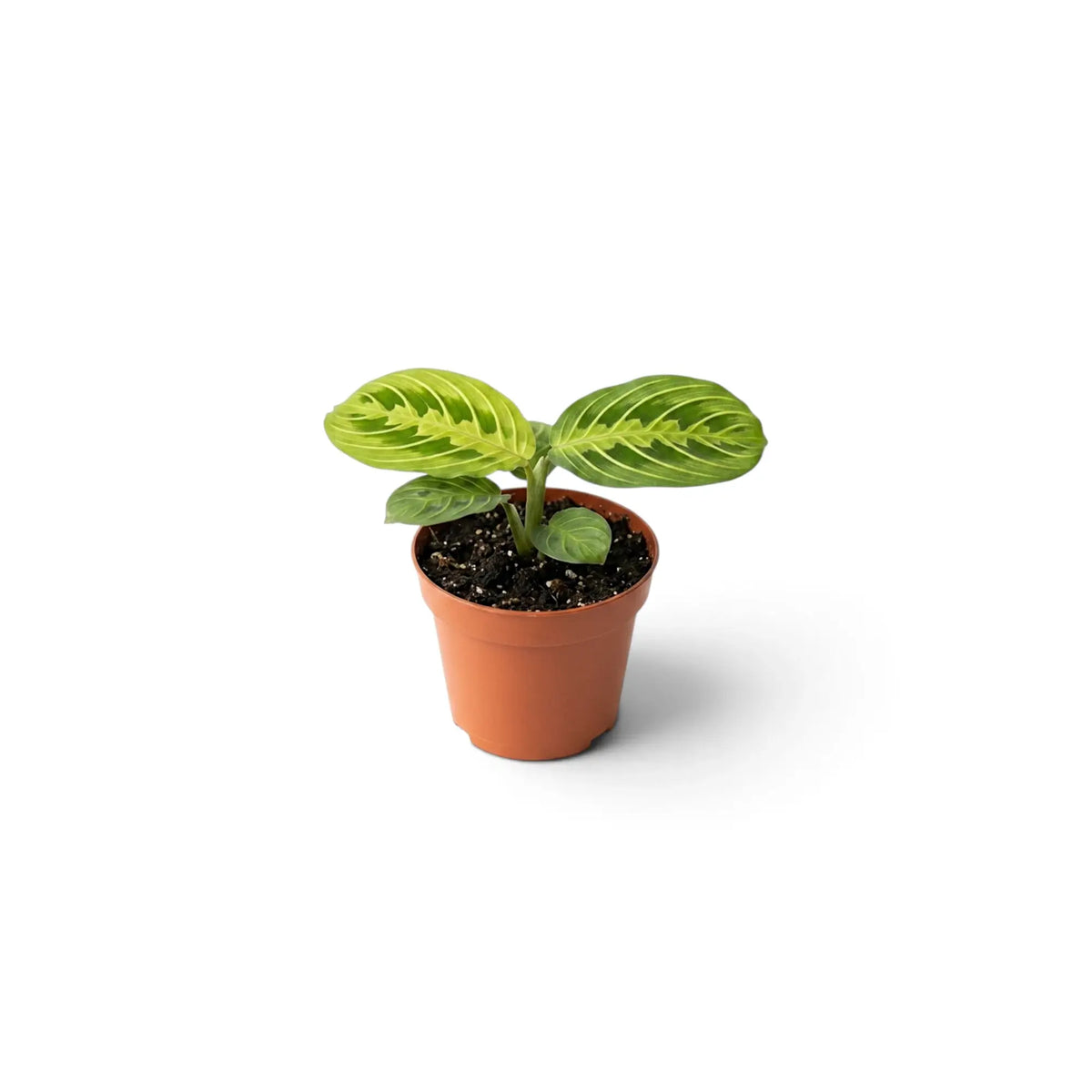 Baby Maranta leuconeura 'Lemon Lime' in a nursery pot with low, spreading foliage and lime fishbone markings